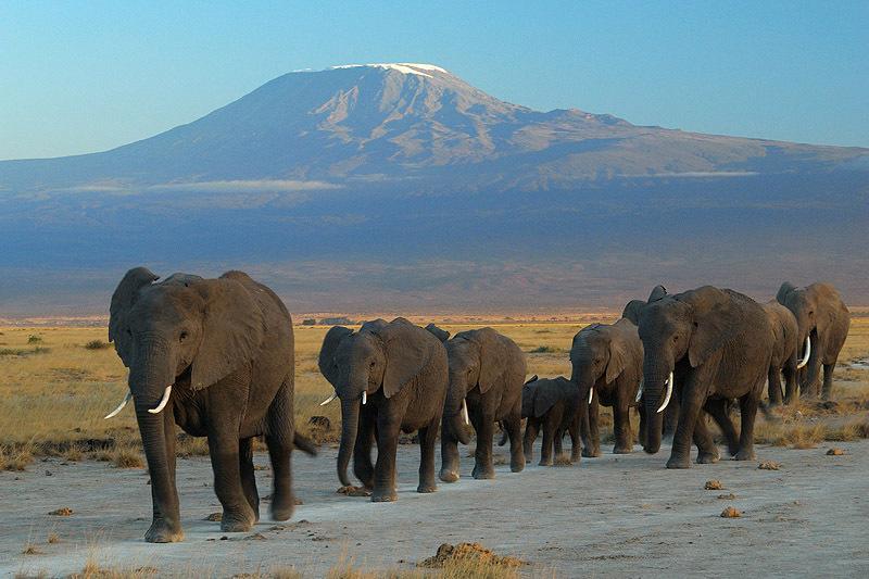 Maasai Simba Camp Ξενοδοχείο Amboseli Εξωτερικό φωτογραφία