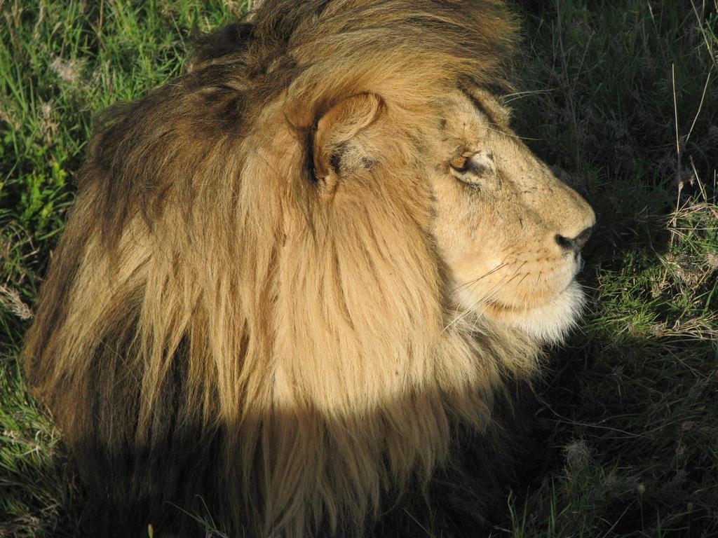 Maasai Simba Camp Ξενοδοχείο Amboseli Εξωτερικό φωτογραφία