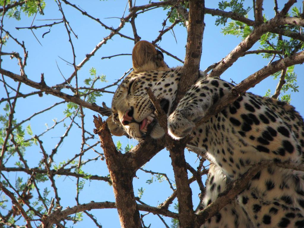 Maasai Simba Camp Ξενοδοχείο Amboseli Εξωτερικό φωτογραφία